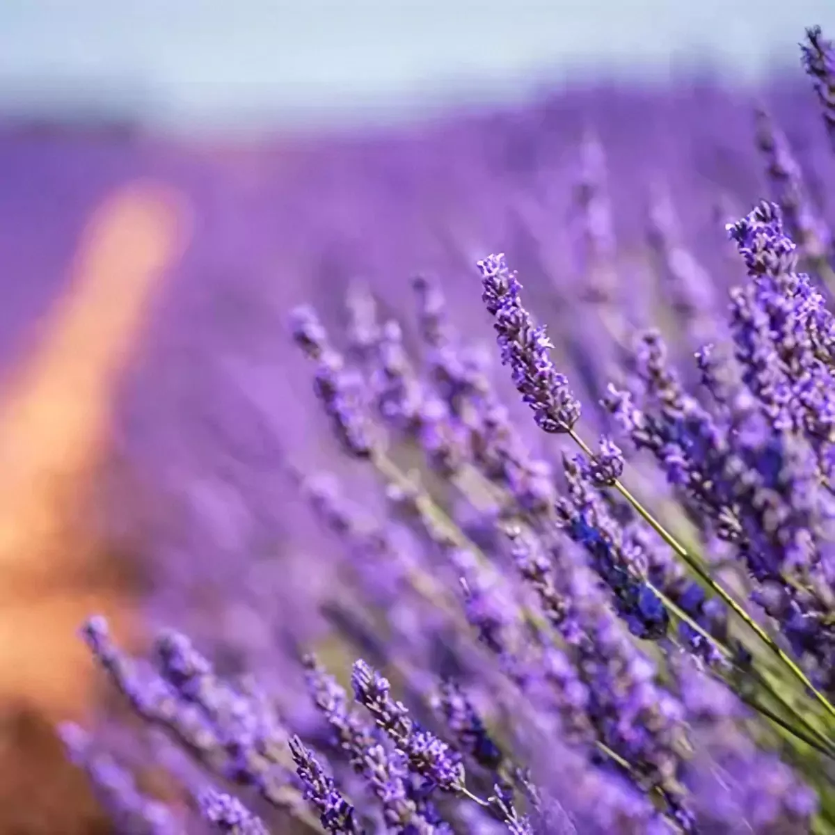 Lavender fragrance