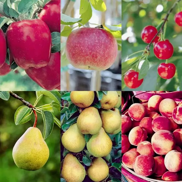 Orchard fruit notes