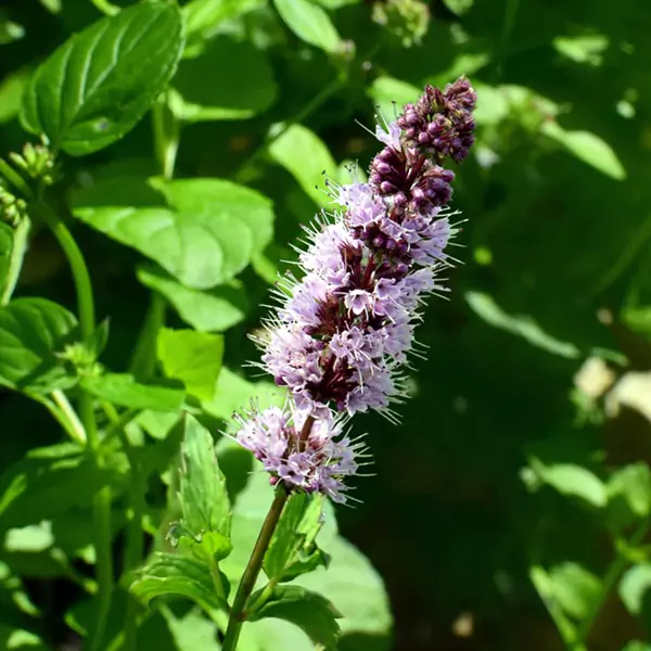 Patchouli Fragrance