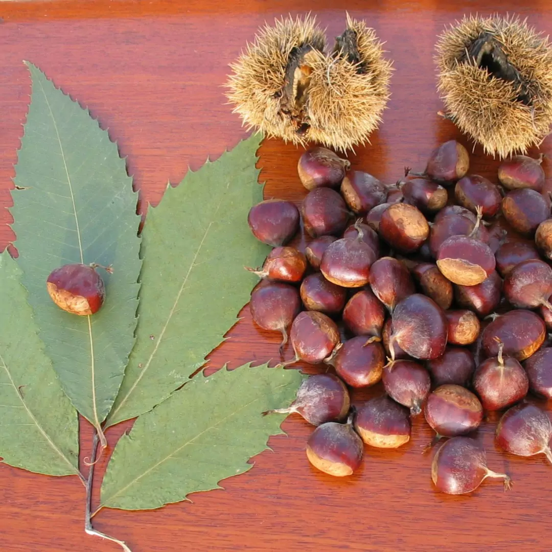 Marron